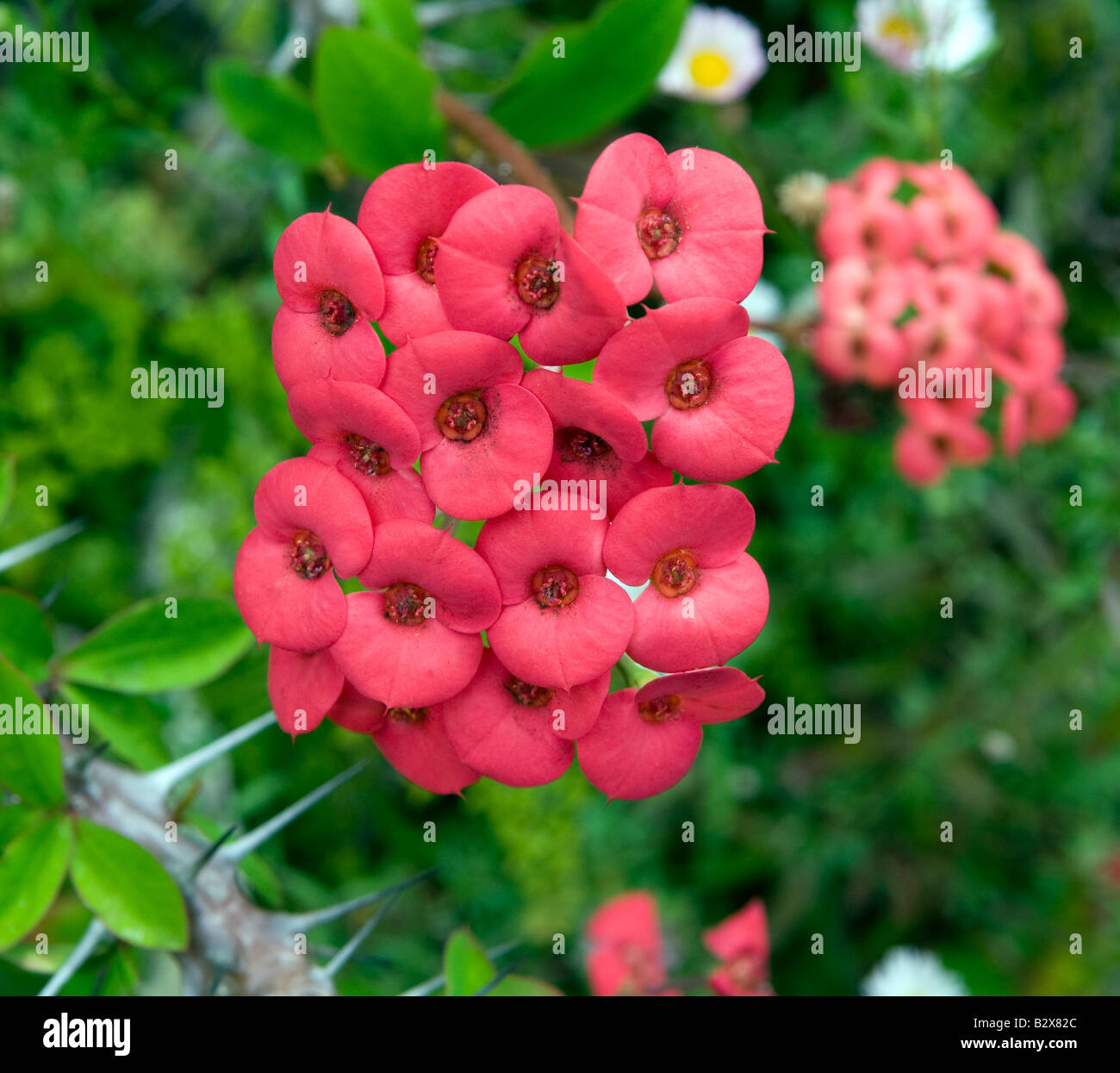 Euphorbia milli splendens `Crown of Thorns` Stock Photo
